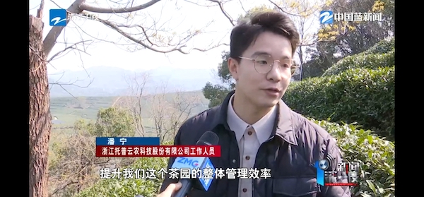 春茶開采正當時！揭秘托普云農(nóng)如何用科技“制”出一杯數(shù)字好茶